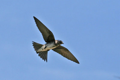 purplemartin3151.jpg