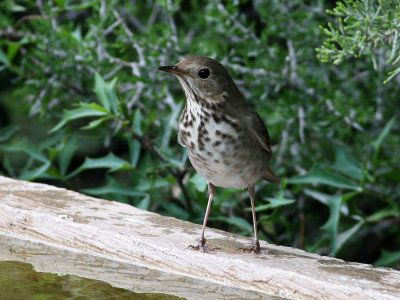 thrush6984.jpg