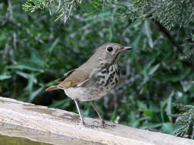 thrush6989.jpg