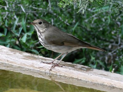 thrush6994.jpg