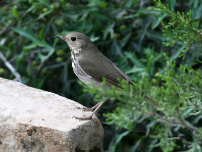 thrush7009.jpg