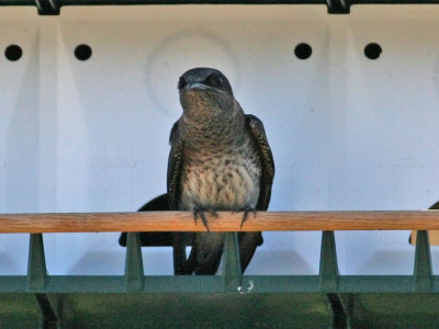 purplemartin7365.jpg