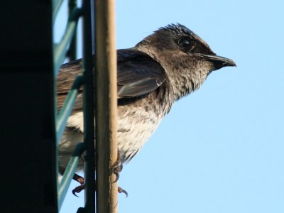 purplemartin7320a.jpg