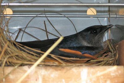 martin-in-nest4225a.jpg