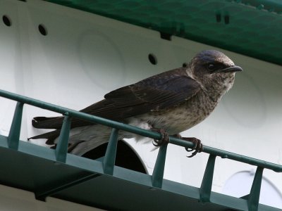 purplemartin8982a.jpg