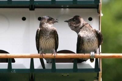 purplemartin9190a.jpg