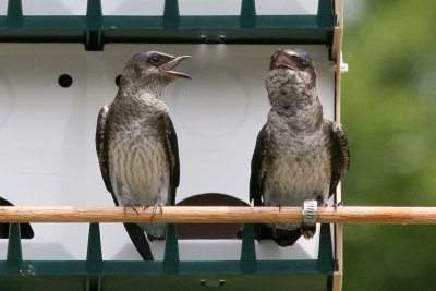 purplemartin9193a.jpg