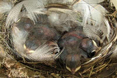 swallow-babies4298a.jpg