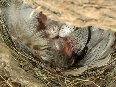 swallow-baby4264a.jpg