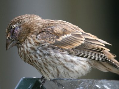 finch5139.jpg