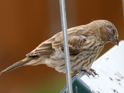 finch5156.jpg