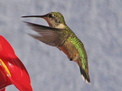 hummingbird5200.jpg