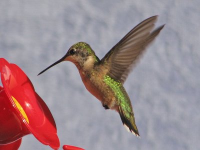 hummingbird5206.jpg