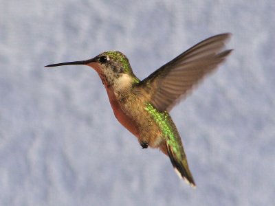 hummingbird5212.jpg