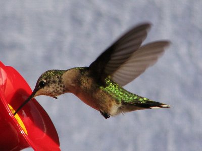 hummingbird5220.jpg