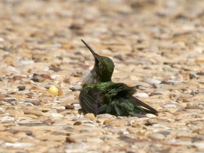 hummer-down0269.jpg