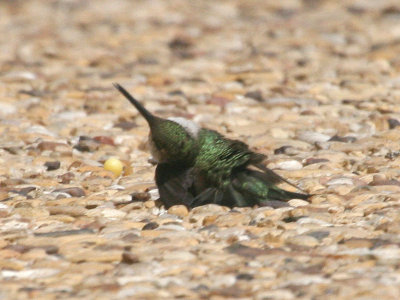 hummer-down0285.jpg