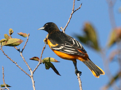 oriole-baltimore0829a.jpg