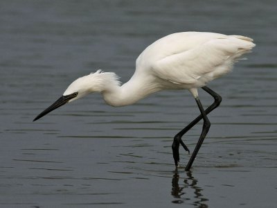 egret-reddish2324a.jpg (white morph)