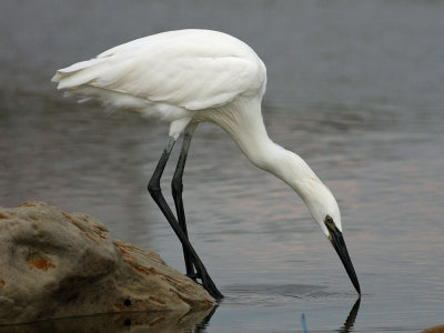 egret-reddish2387b.jpg (white morph)