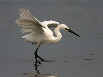 egret-reddish2314a.jpg (white morph)