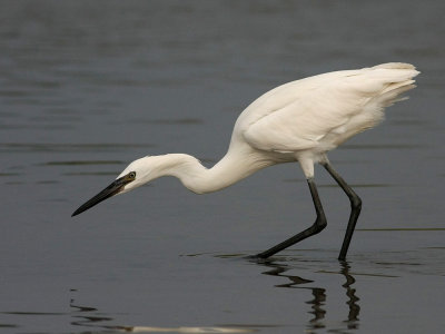 egret-reddish2321a.jpg (white morph)