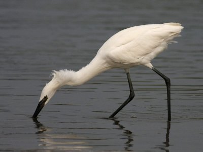 egret-reddish2325a.jpg (white morph)