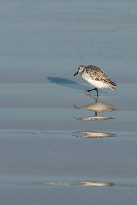 Bcasseau sanderling