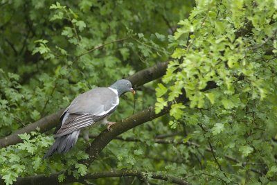 Pigeon ramier