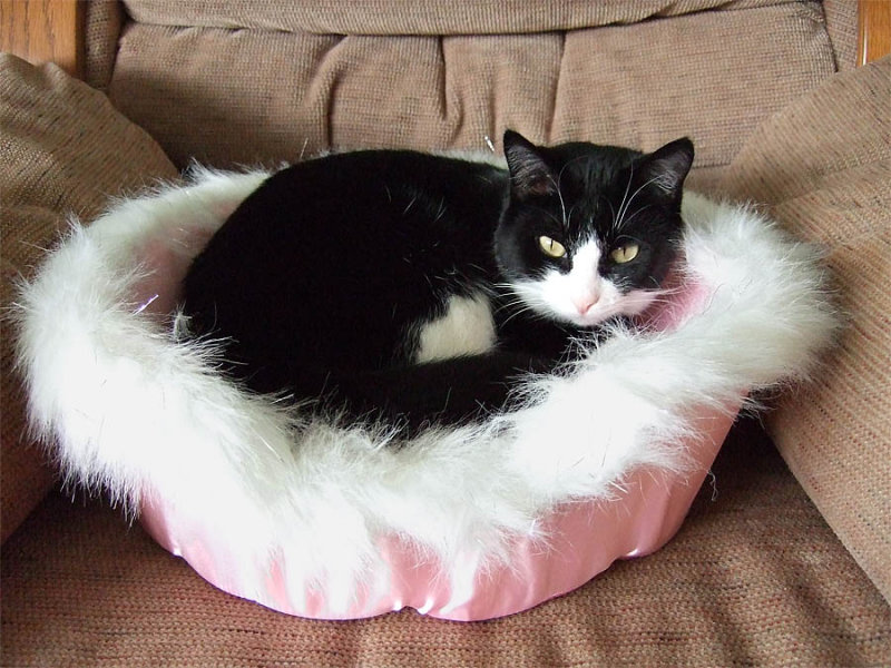 KitKatBed 011.jpg