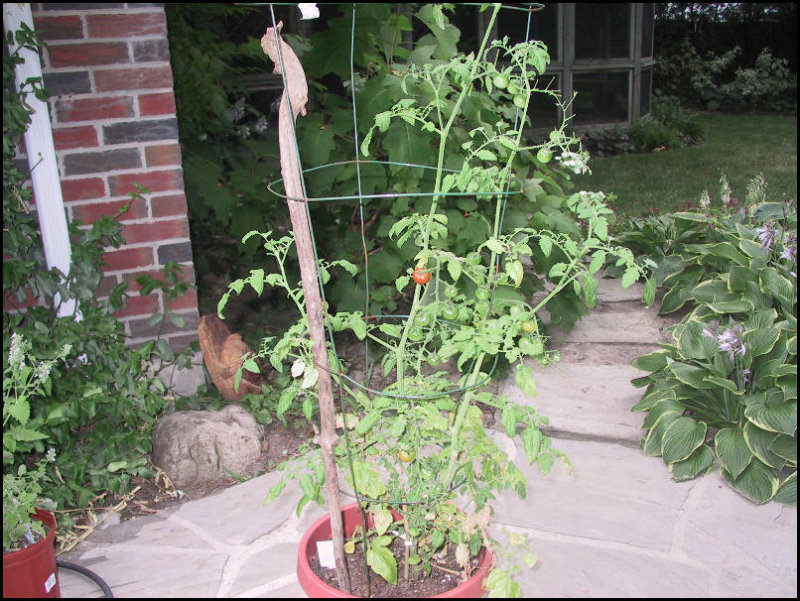 My one lonely tomato