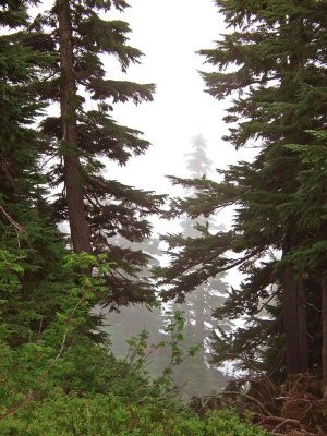 foggy trees