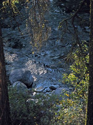 trees and swirling water