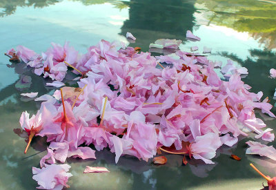 blossoms on car hood buzzed