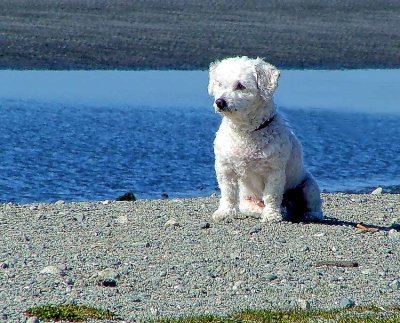 dog waiting patiently for his master