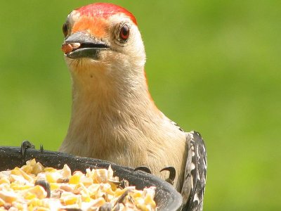 Peeka' s Woodpecker