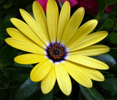 yellow and purple