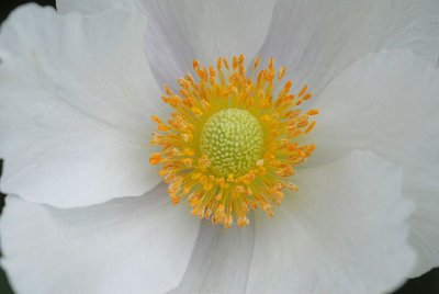 windflower.jpg
