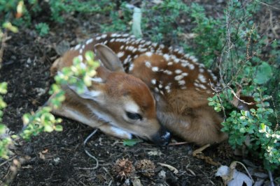 Newborn deer 3.JPG