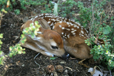 Sharpened Deer