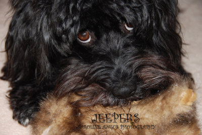 Jeepers