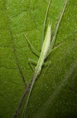 _MG_7970 Grasshopper
