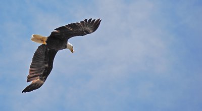 Wind Beneath My Wings