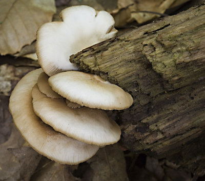 Flat Crep (Crepidotus appalanatus ???) (7/14/07)