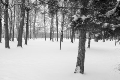 IMG_8731.jpg