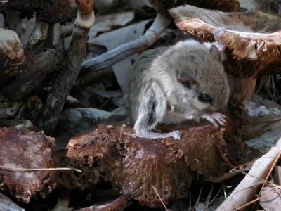 Flying Squirrel ontop mushrooms