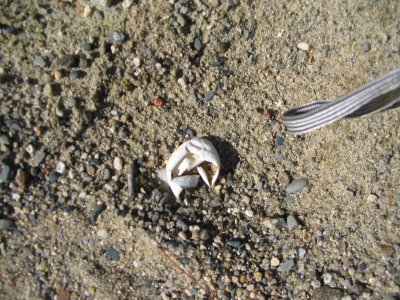 Turtle Egg Shell