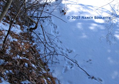 Pond Edge Mink tracks