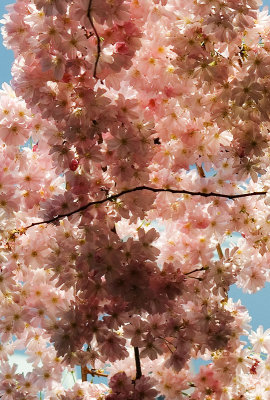 Blossoms