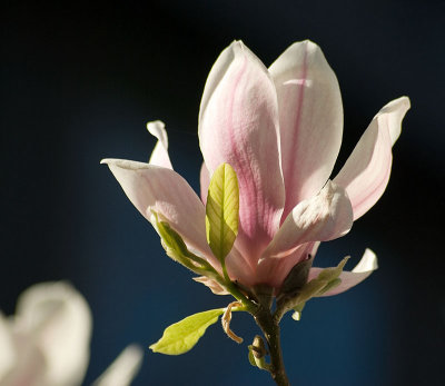 Magnolia
